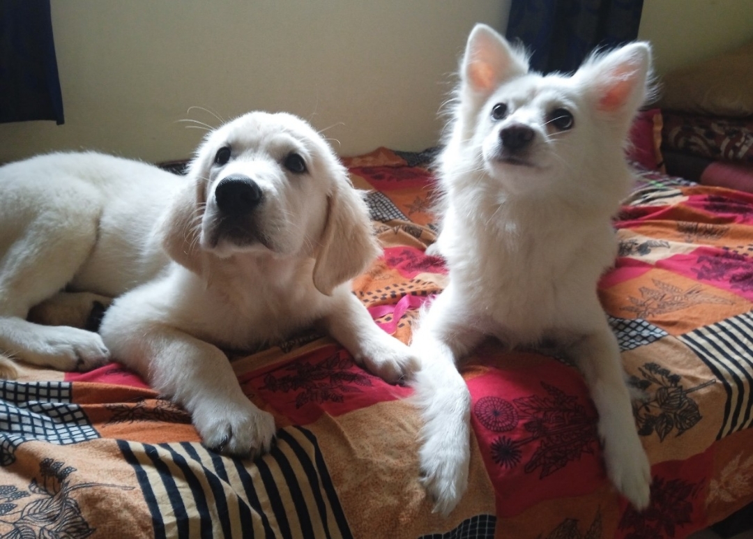 Update from Kaju's Pawsome Nest, Bengaluru