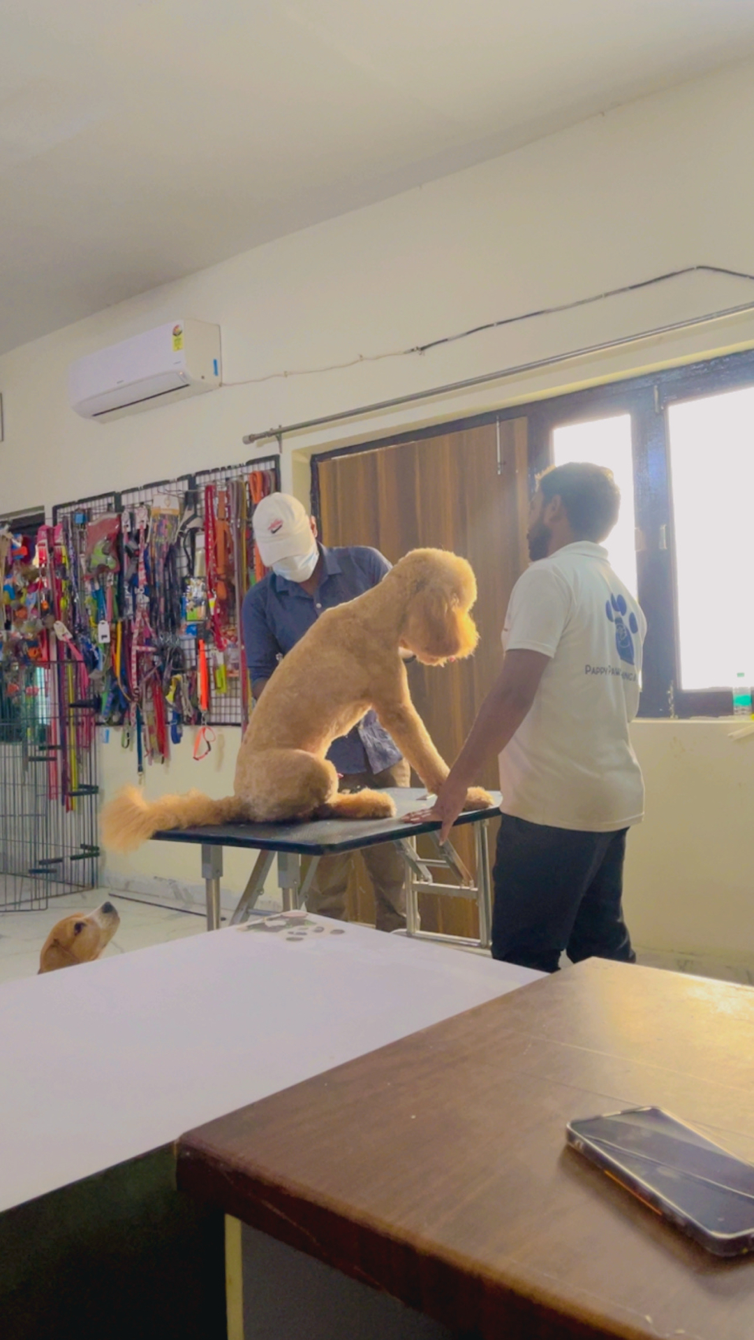 Update from Pappy Paws Grooming And Boarding, Noida