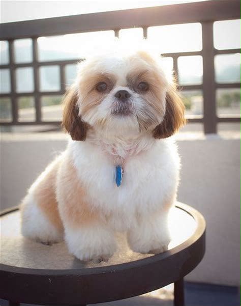 Update from Nivi Pet Grooming Service, Chennai